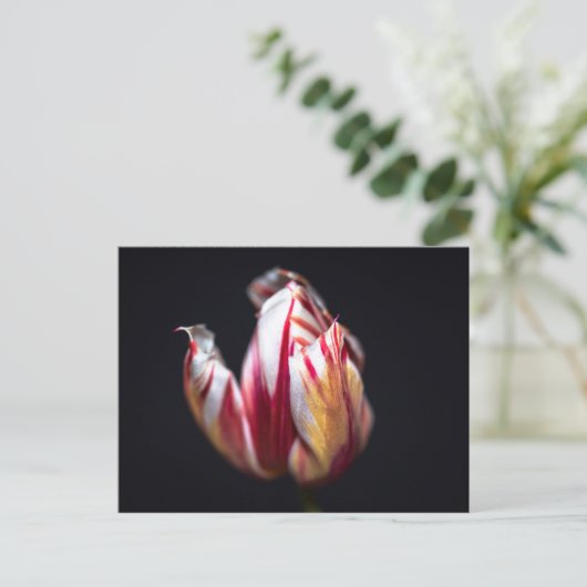 Tulp Briefkaart (Staand voorkant)