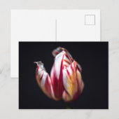 Tulp Briefkaart (Voorkant / Achterkant)