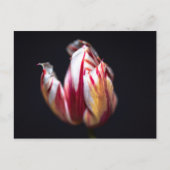 Tulp Briefkaart (Voorkant)