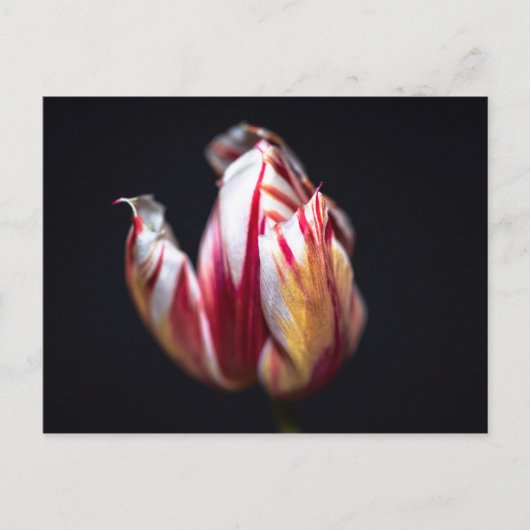 Tulp Briefkaart (Voorkant)