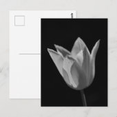Tulp Briefkaart (Voorkant / Achterkant)