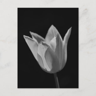 Tulp Briefkaart