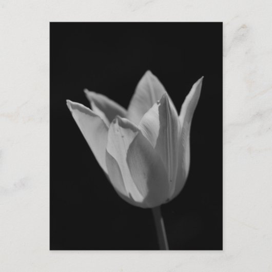 Tulp Briefkaart (Voorkant)