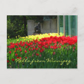 Tulp Briefkaart (Voorkant)