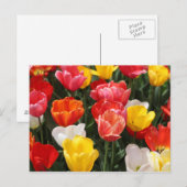 Tulp briefkaart (Voorkant / Achterkant)