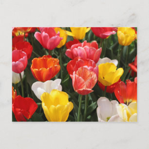 Tulp briefkaart