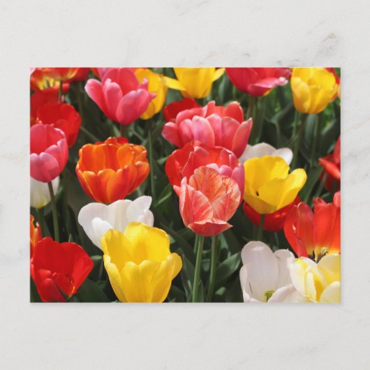Tulp briefkaart (Voorkant)