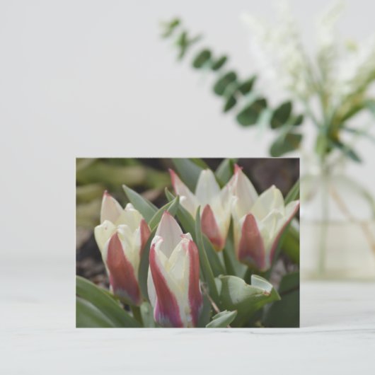 Tulp Briefkaart (Staand voorkant)