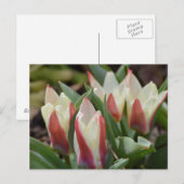 Tulp Briefkaart (Voorkant / Achterkant)
