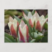 Tulp Briefkaart (Voorkant)