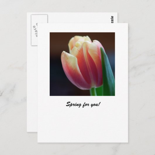 Tulp Briefkaart (Voorkant / Achterkant)