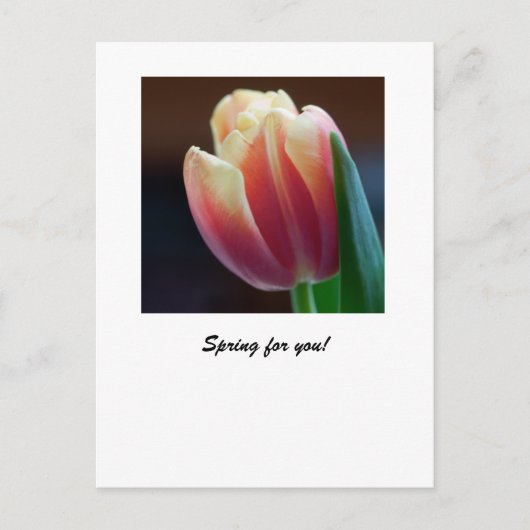 Tulp Briefkaart (Voorkant)