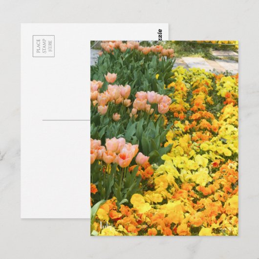 Tulp [Briefkaart] Briefkaart (Voorkant / Achterkant)