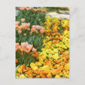 Tulp [Briefkaart] Briefkaart (Voorkant)