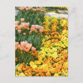 Tulp [Briefkaart] Briefkaart