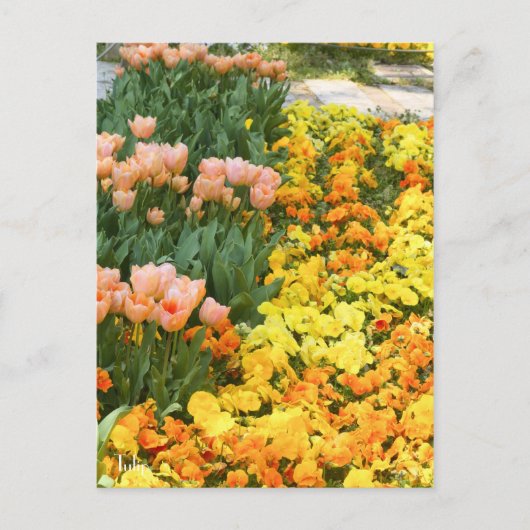 Tulp [Briefkaart] Briefkaart (Voorkant)