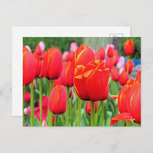 Tulp [Briefkaart] Briefkaart (Voorkant / Achterkant)