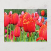 Tulp [Briefkaart] Briefkaart (Voorkant)