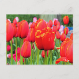 Tulp [Briefkaart] Briefkaart