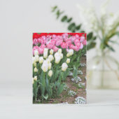 Tulp [Briefkaart] Briefkaart (Staand voorkant)