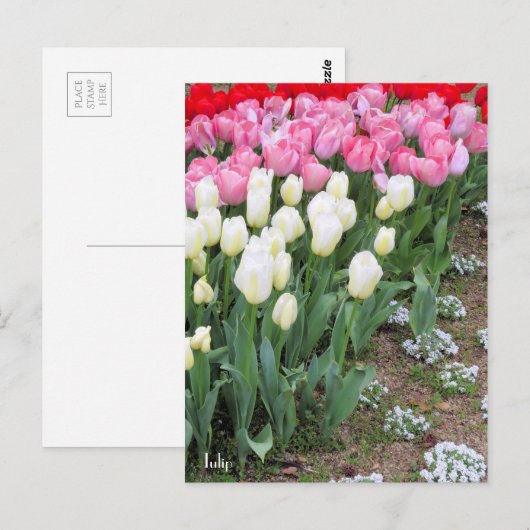 Tulp [Briefkaart] Briefkaart (Voorkant / Achterkant)