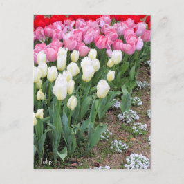 Tulp [Briefkaart] Briefkaart