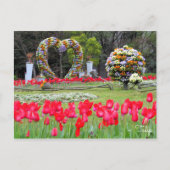 Tulp [Briefkaart] Briefkaart (Voorkant)