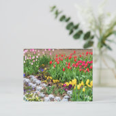 Tulp [Briefkaart] Briefkaart (Staand voorkant)