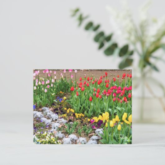 Tulp [Briefkaart] Briefkaart (Staand voorkant)