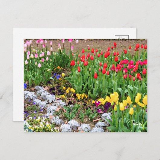 Tulp [Briefkaart] Briefkaart (Voorkant / Achterkant)