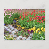 Tulp [Briefkaart] Briefkaart (Voorkant)