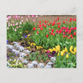 Tulp [Briefkaart] Briefkaart