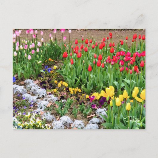 Tulp [Briefkaart] Briefkaart (Voorkant)