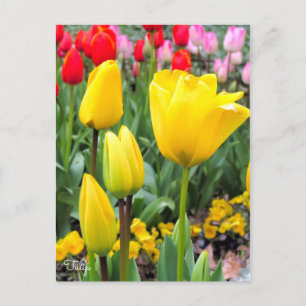 Tulp [Briefkaart] Briefkaart