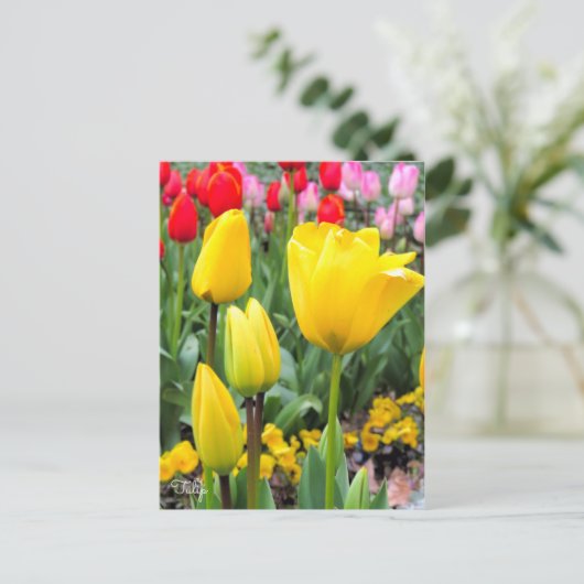 Tulp [Briefkaart] Briefkaart (Staand voorkant)