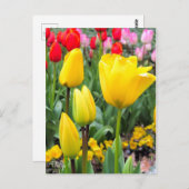 Tulp [Briefkaart] Briefkaart (Voorkant / Achterkant)