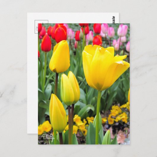 Tulp [Briefkaart] Briefkaart (Voorkant / Achterkant)