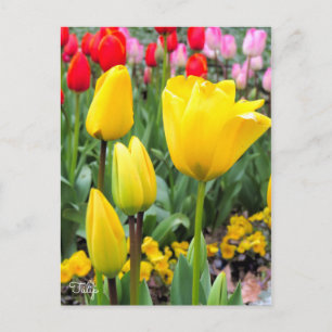 Tulp [Briefkaart] Briefkaart