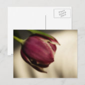 Tulp (briefkaart) briefkaart (Voorkant / Achterkant)