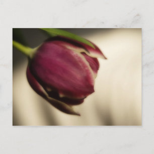 Tulp (briefkaart) briefkaart