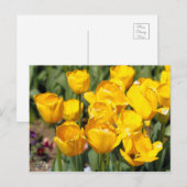 Tulp [Briefkaart] Briefkaart (Voorkant / Achterkant)