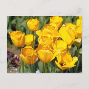 Tulp [Briefkaart] Briefkaart