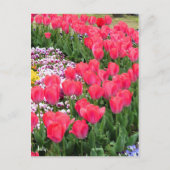 Tulp [Briefkaart] Briefkaart (Voorkant)