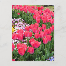 Tulp [Briefkaart] Briefkaart