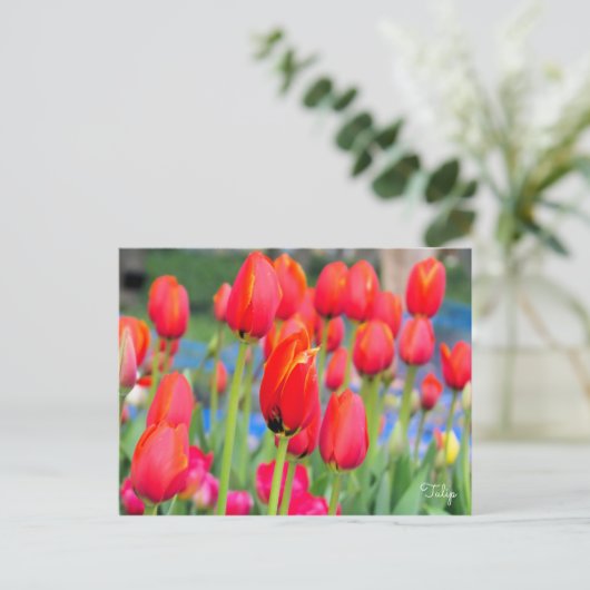 Tulp [Briefkaart] Briefkaart (Staand voorkant)