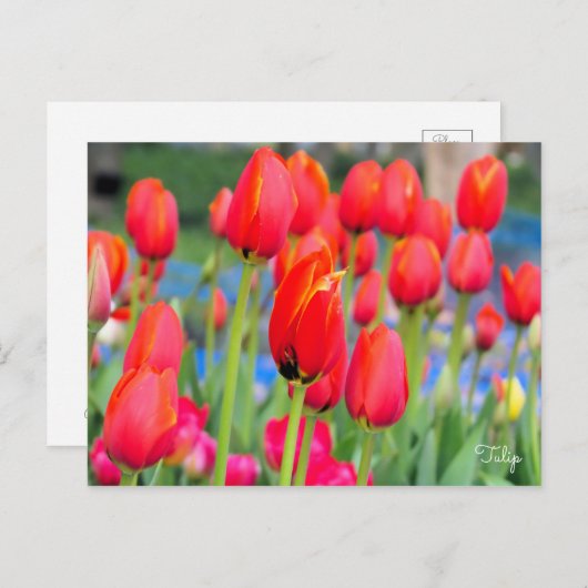 Tulp [Briefkaart] Briefkaart (Voorkant / Achterkant)