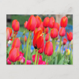 Tulp [Briefkaart] Briefkaart
