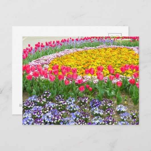 Tulp [Briefkaart] Briefkaart (Voorkant / Achterkant)