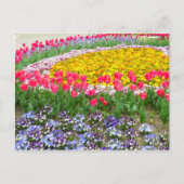 Tulp [Briefkaart] Briefkaart (Voorkant)