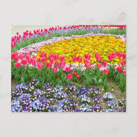 Tulp [Briefkaart] Briefkaart (Voorkant)